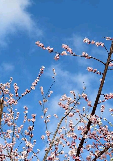 桃花烂漫时🌸（图11）