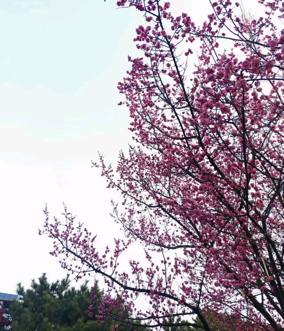 【荣耀中国】文学社*七绝·春河仇元青（泰安）（图4）