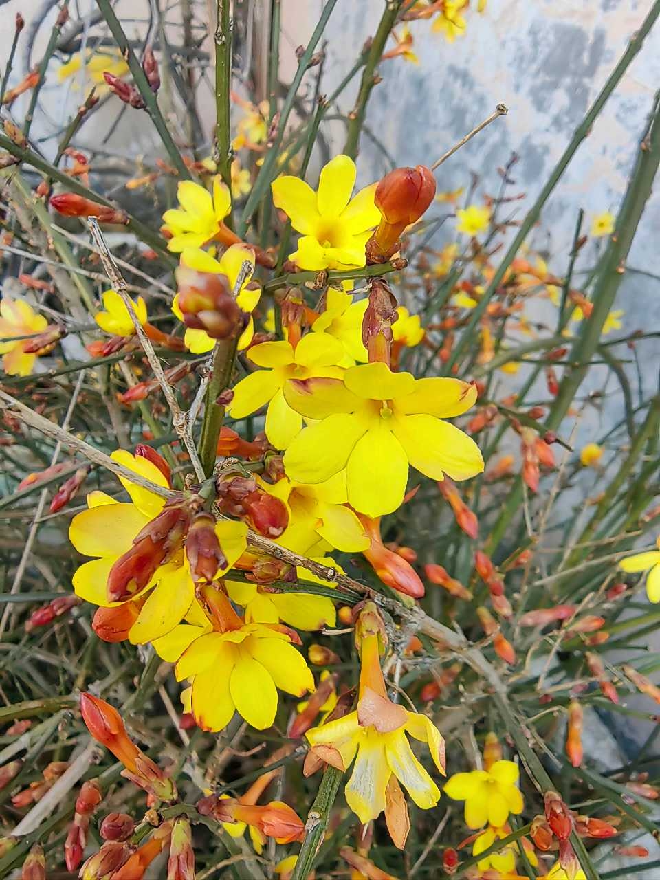 【都市头条向幸福出发编辑部】第15273期 行香子·迎春花 华侬农