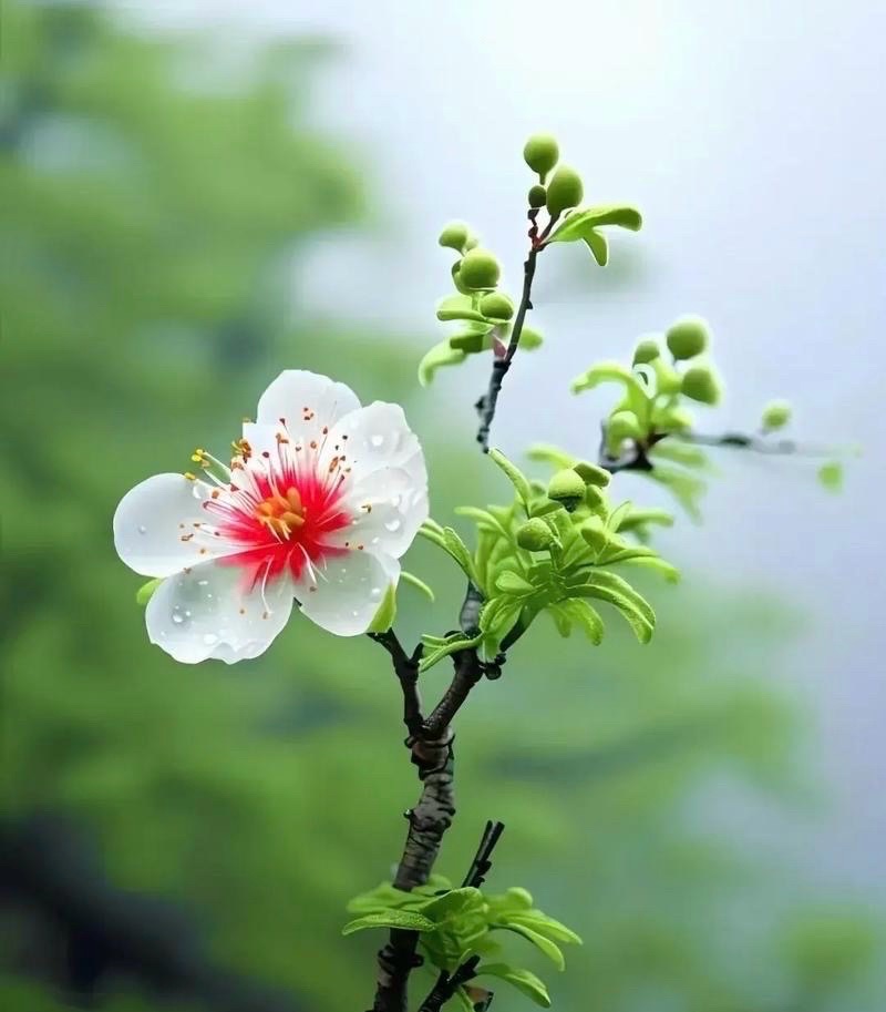 海外头条：赵春和现代诗三首 （中国 黑龙江）（图5）