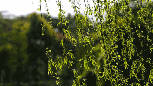 国风总社-235‖同题2026植树节-北京头条(图19)