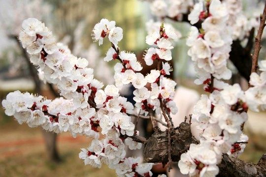 【故道文化·散文·8385】李麒麟《杏花又白》（图4）