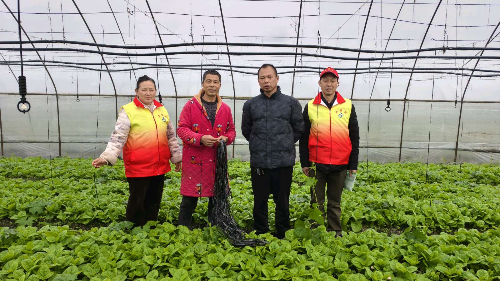 调研大棚产业 助力乡村振兴