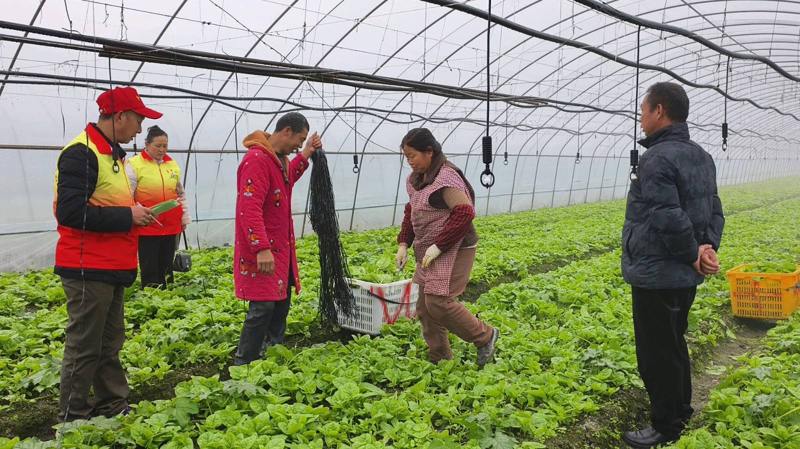 调研大棚产业 助力乡村振兴（图5）