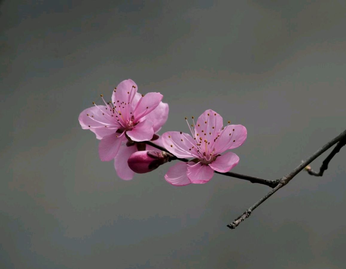 《观花帖》