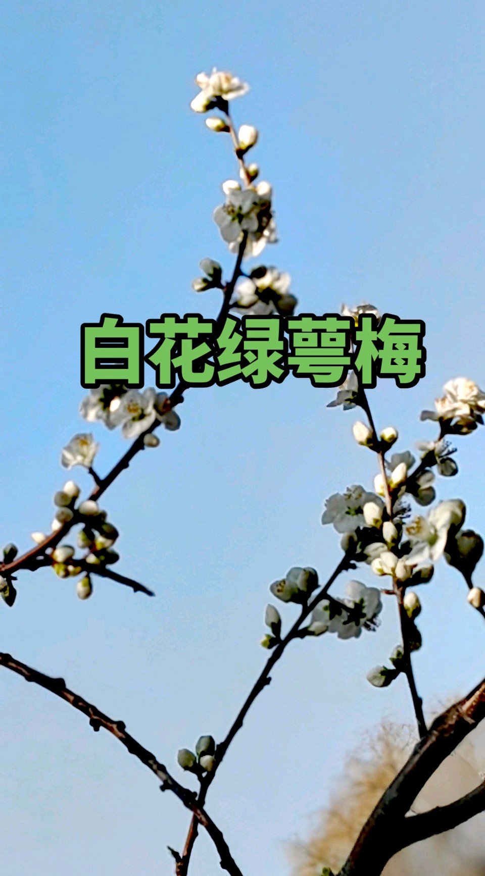 卜算子-白花绿萼梅～紫色梦幻（河北）（图11）