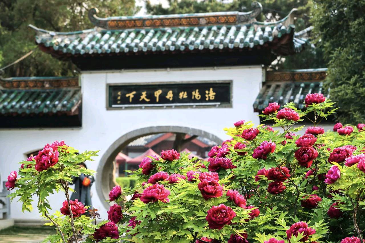 一路繁花向洛阳
