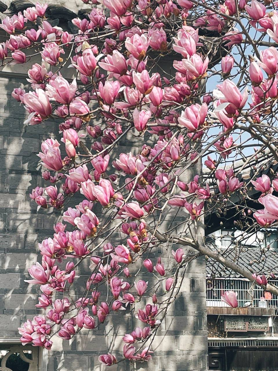 聆听 ‖ 爱玲朗诵《雪花与春之情恋》作者/五彩云霞（图7）