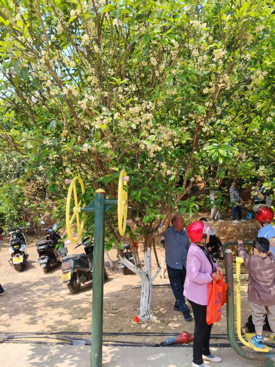 《与诸友游化州赏花节》联机全球发布谢瑛中、董昌信作品欣赏(图21)