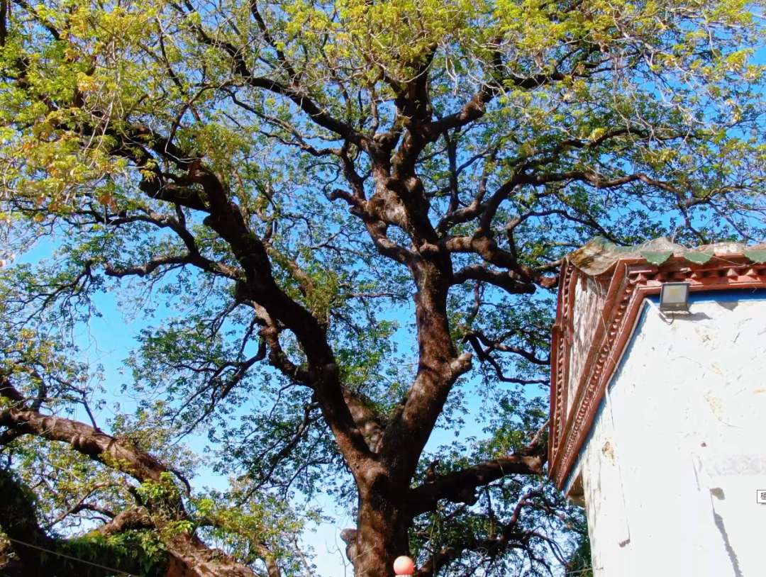 七律-咏泉港虎岩千年秋枫～李宣财（福建）（图16）
