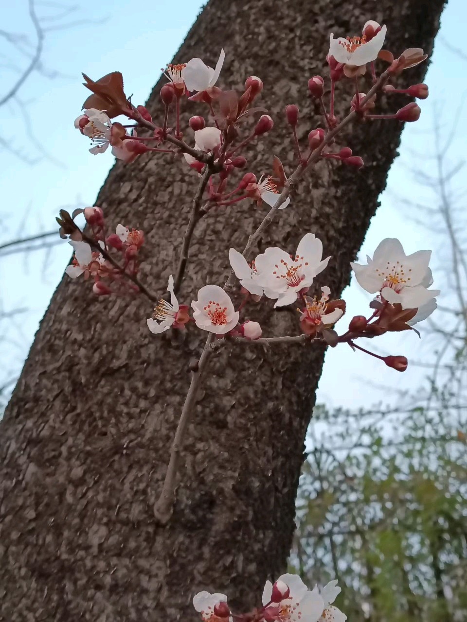 老树新花🌸（图3）