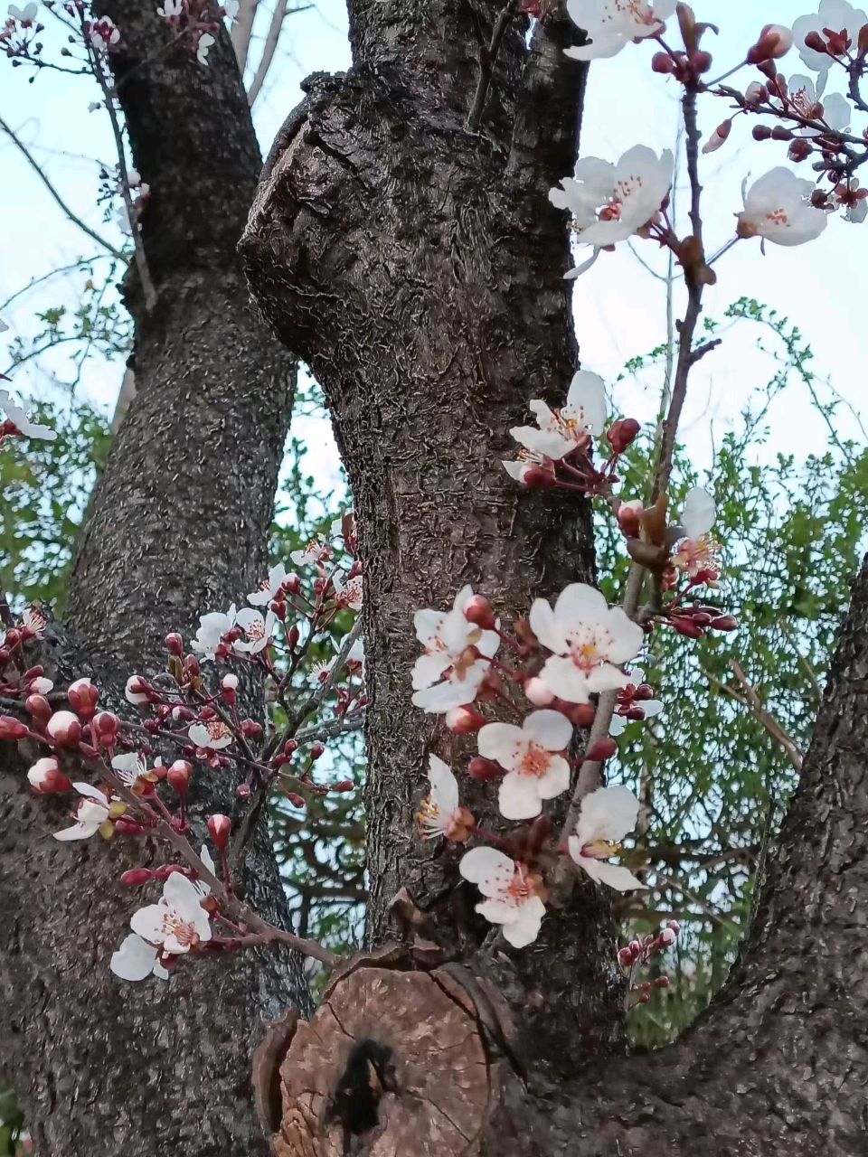 老树新花🌸（图9）