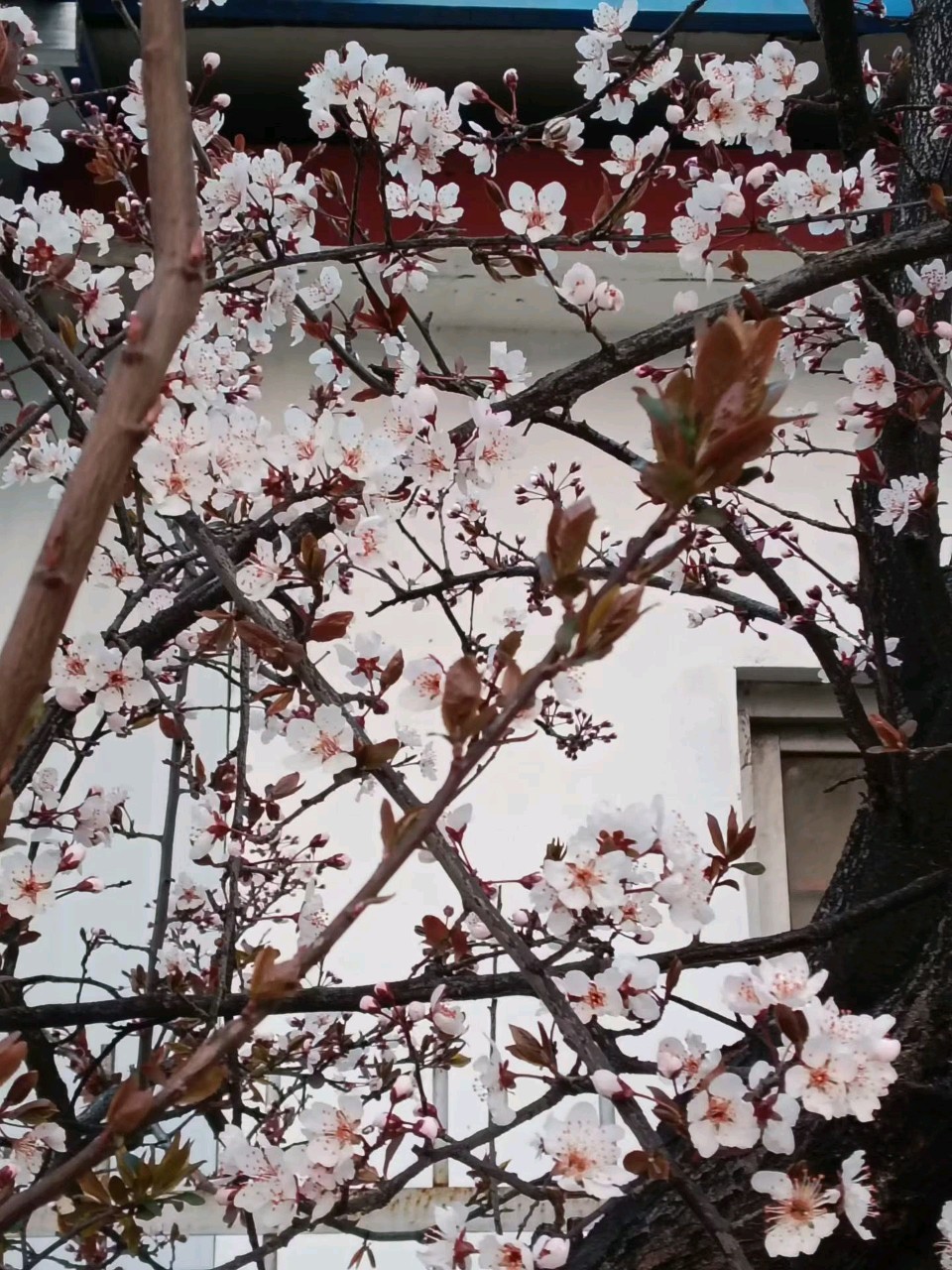 老树新花🌸（图7）