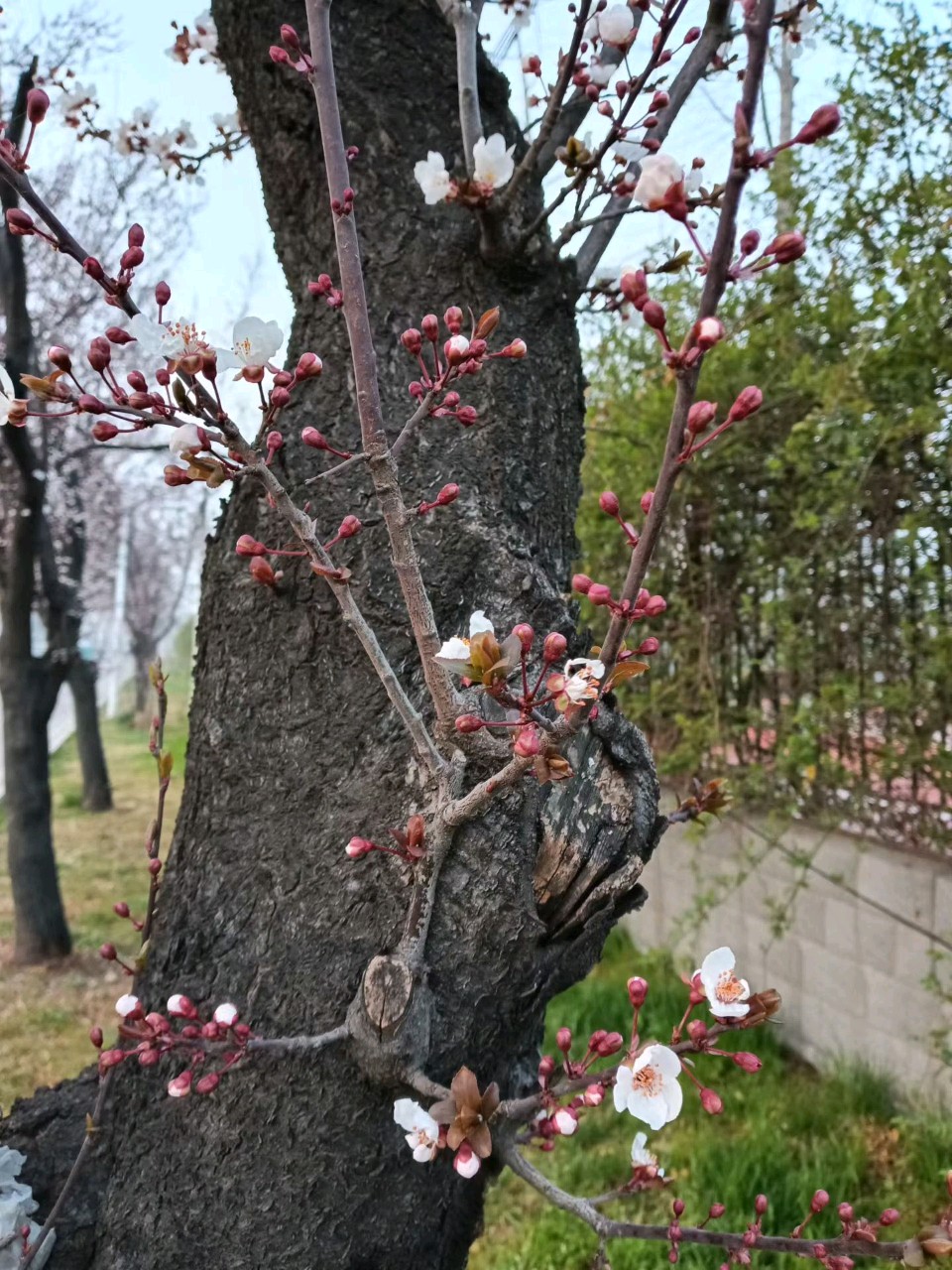 老树新花🌸（图8）