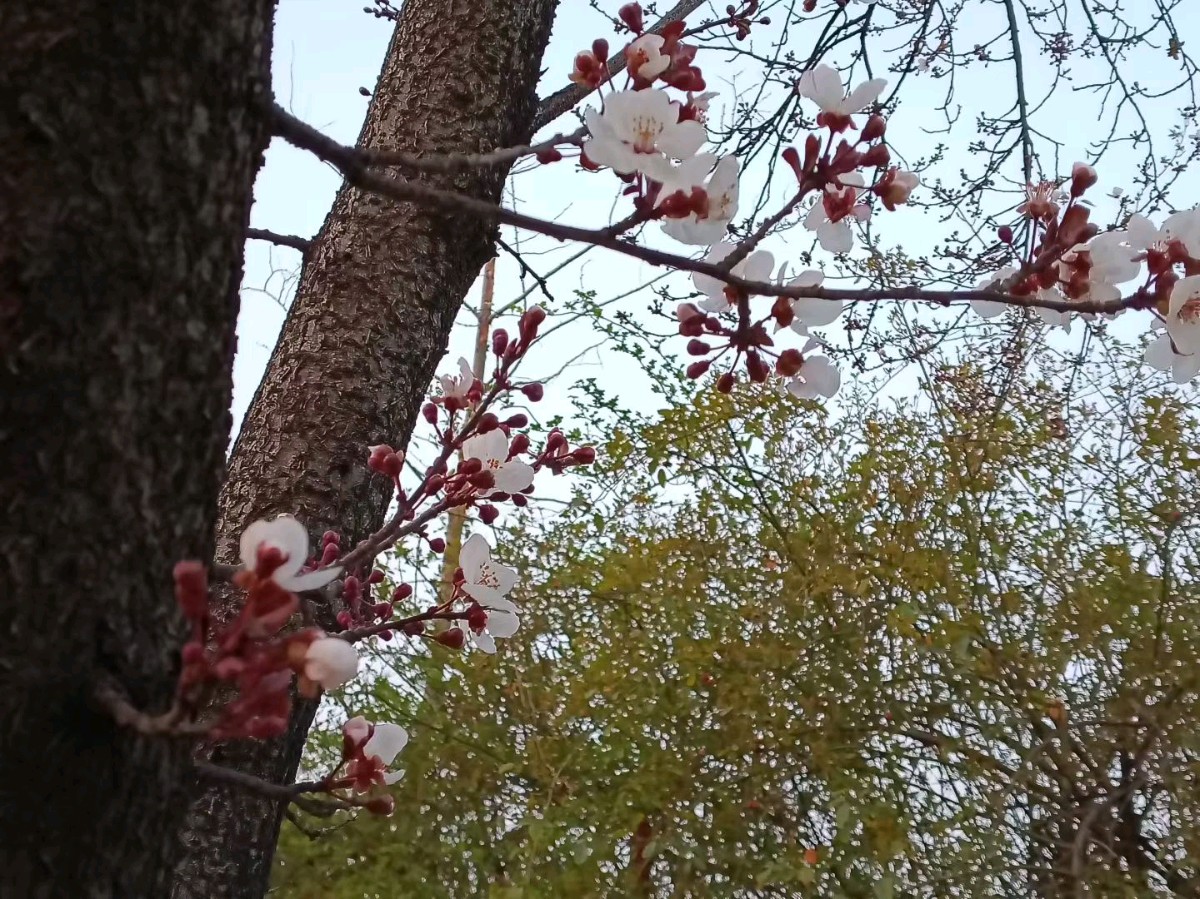 老树新花🌸（图6）
