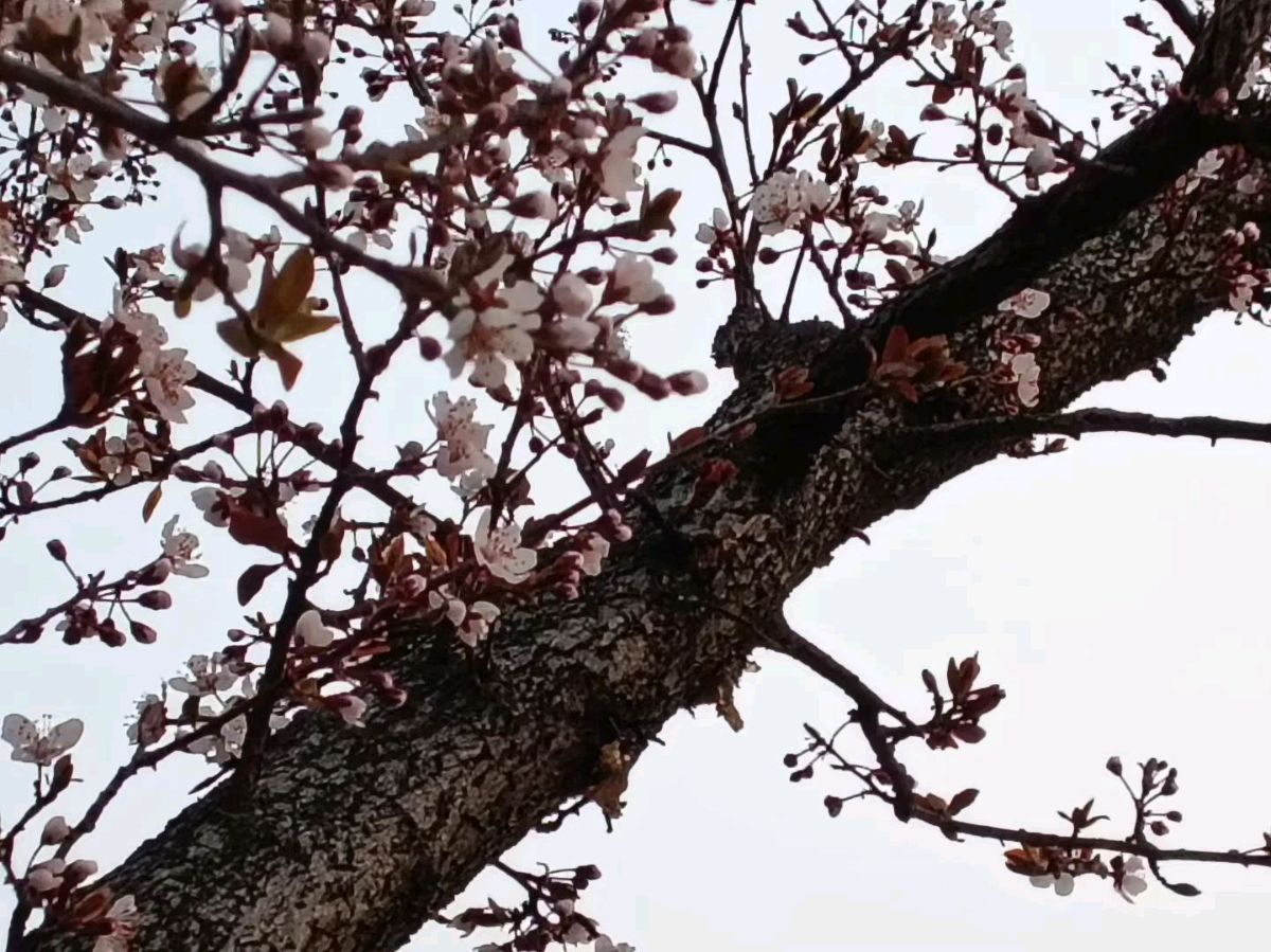 老树新花🌸（图2）