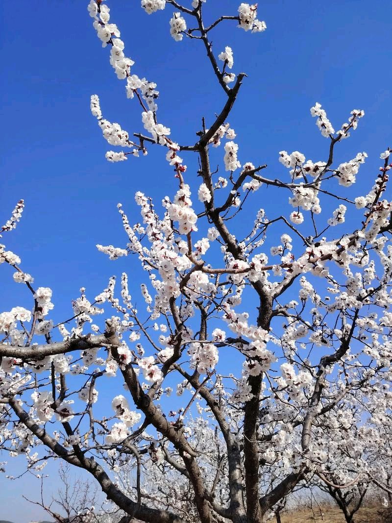聆听 ‖ 赵秋云朗诵《春之曲》作者/任定安（图7）