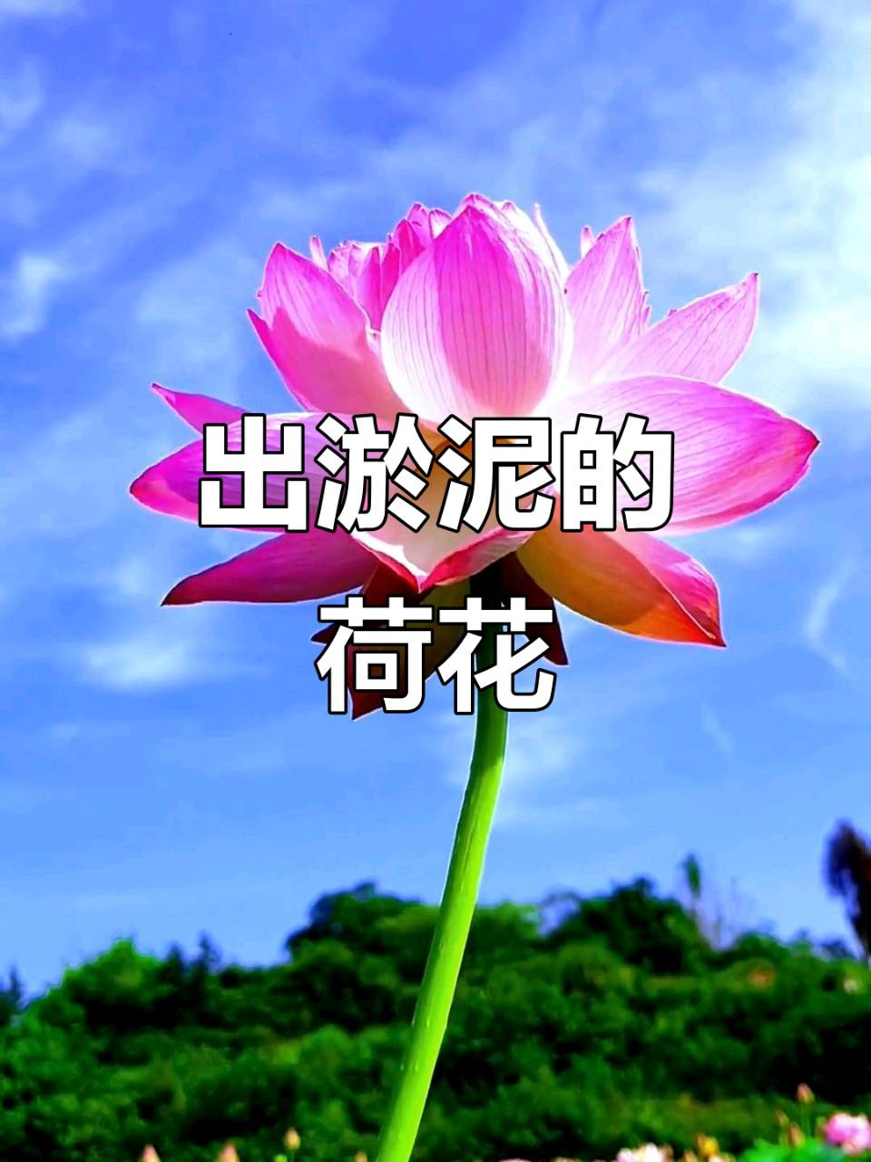 咏花二首～李耀文（辽宁）（图18）