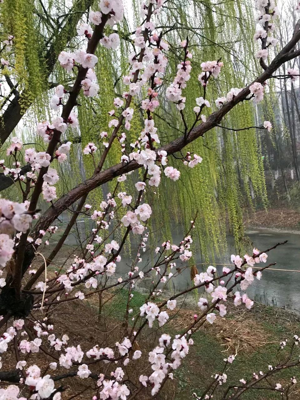 沐浴杏花雨🌧️（图3）