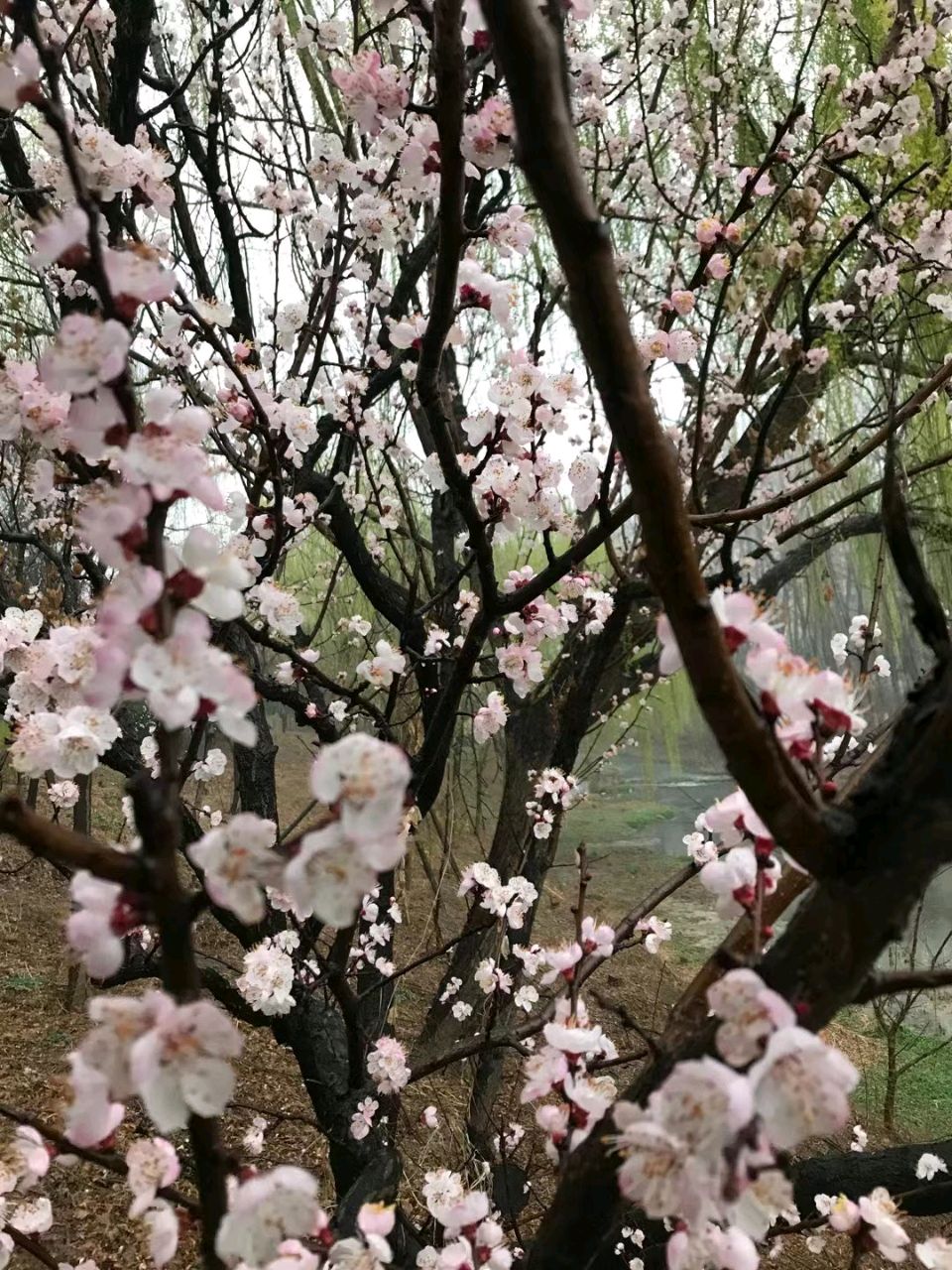 沐浴杏花雨🌧️（图5）