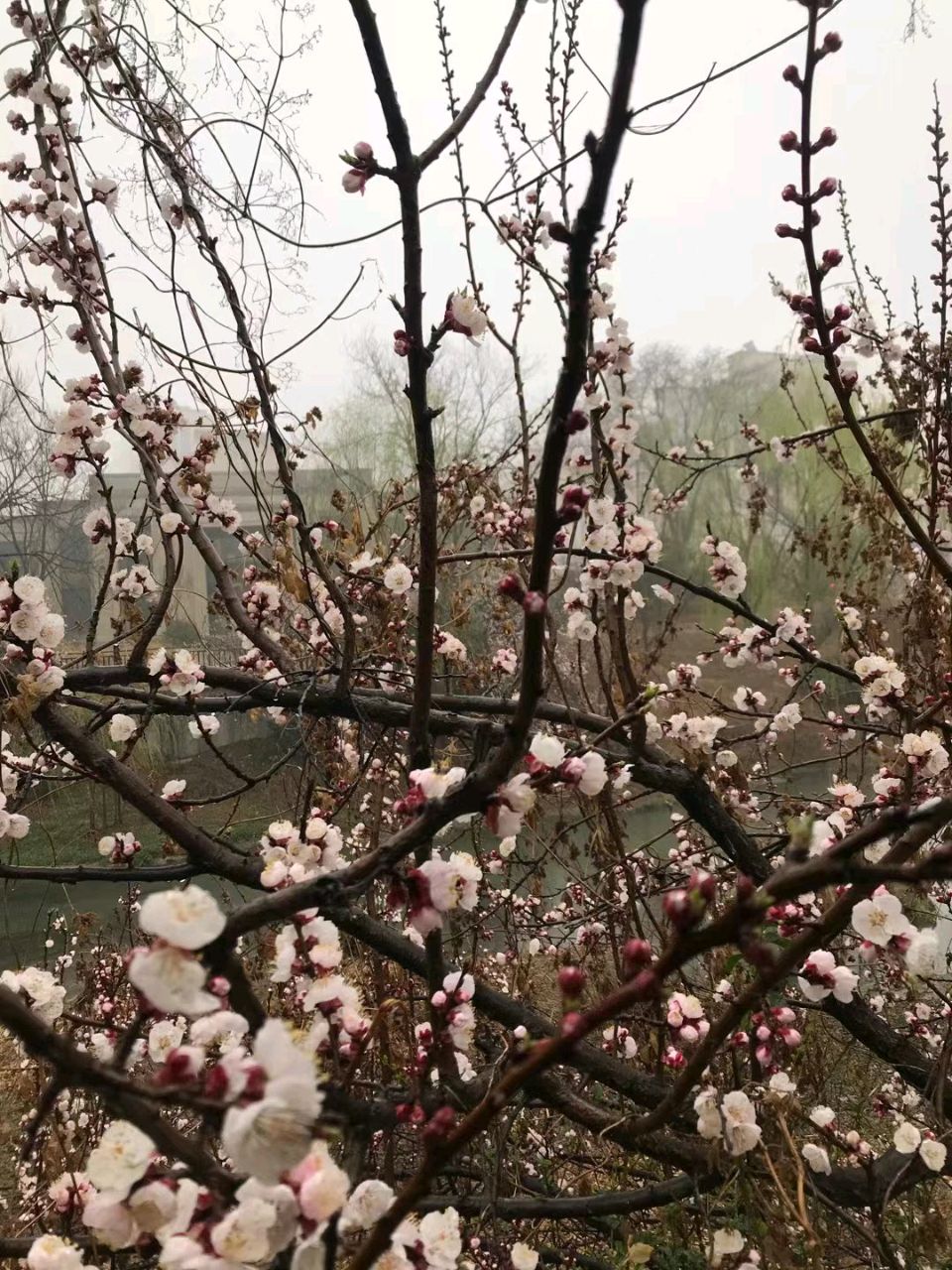沐浴杏花雨🌧️（图6）