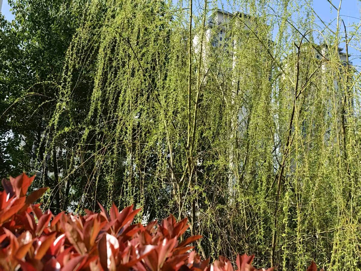 【荣耀中国】文学社*七律·春分李德政（安康）（图4）