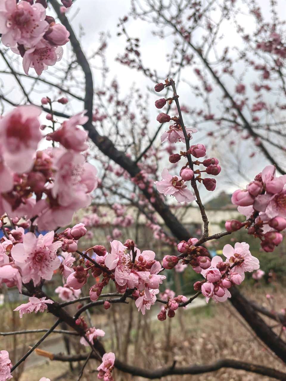 雨润美人梅🌧🌸（图3）