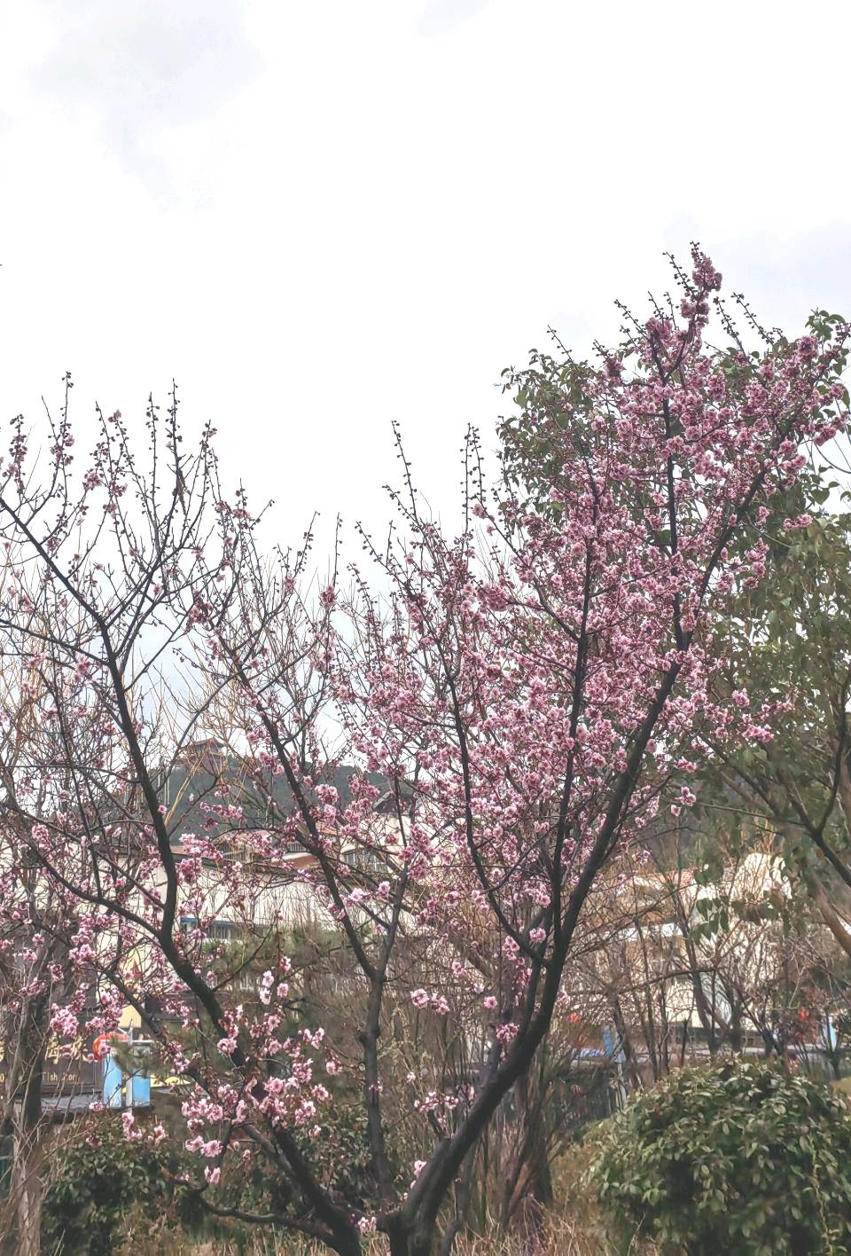 雨润美人梅🌧🌸（图2）
