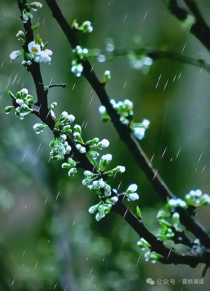 聆听 ‖ 蓝莓朗诵《雪花与春之情恋》作者/五彩云霞（图8）