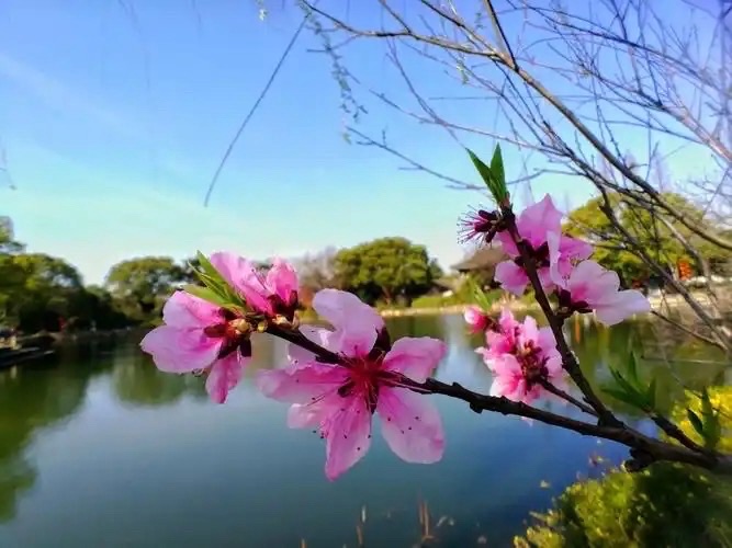 海外头条：《现代自由诗五首》作者||曾振华（图8）