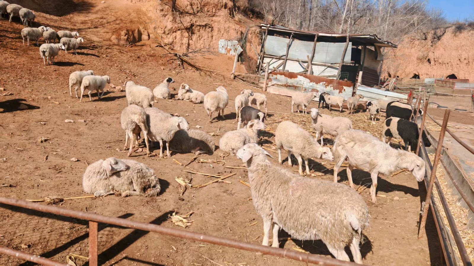 志愿调研兴养殖 政策宣讲助振兴（图2）