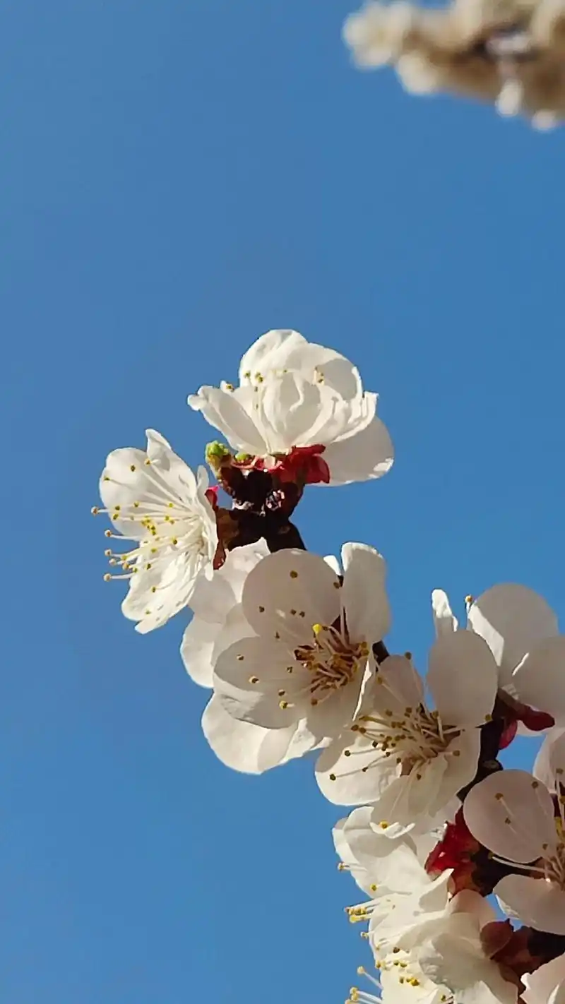 聆听 ‖ 马艳朗诵《雪花与春之情恋》作者/五彩云霞（图7）