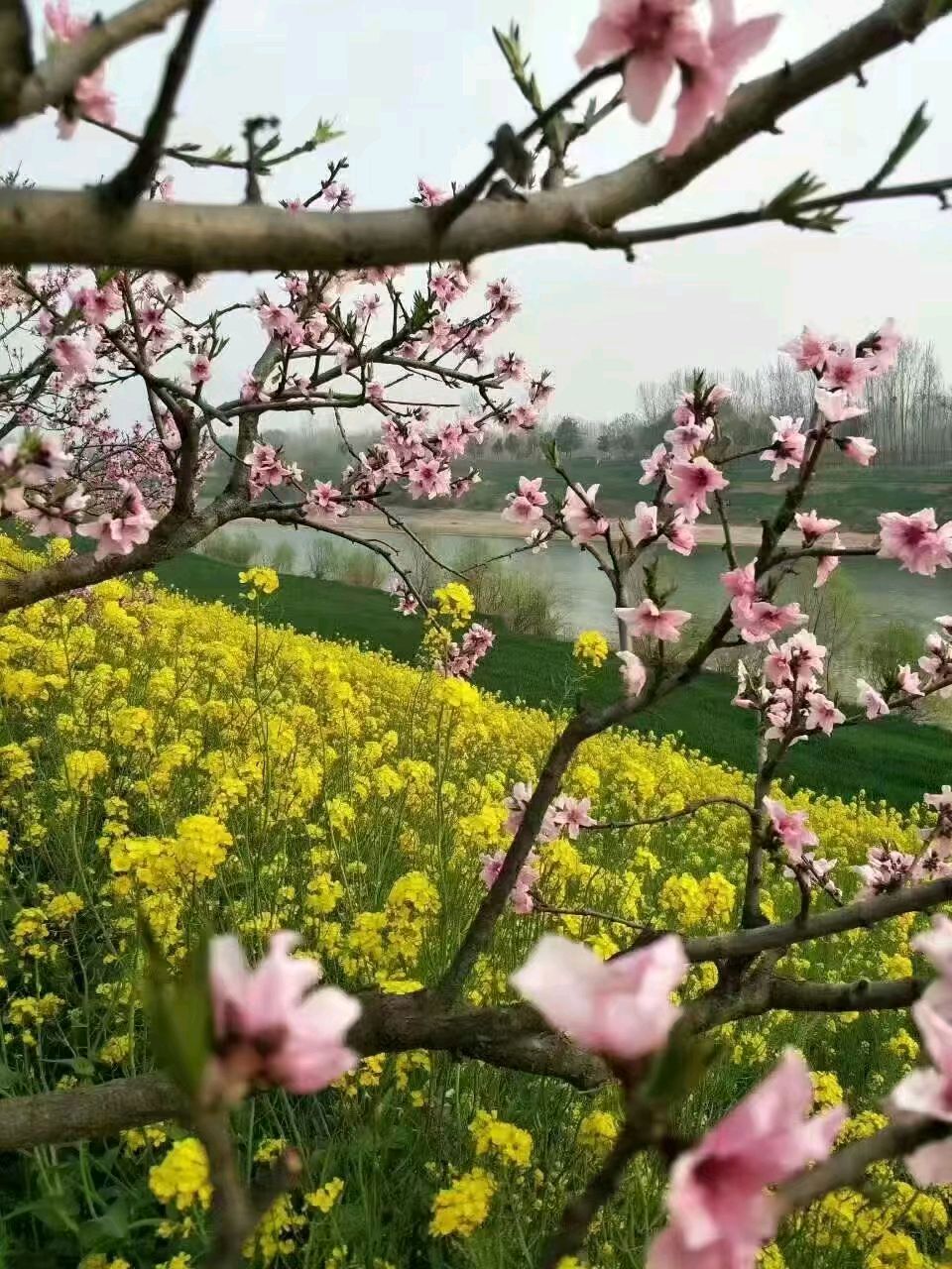 《春风又绿沙河岸》作者/我喜欢阳光 主编/胡琴（图4）