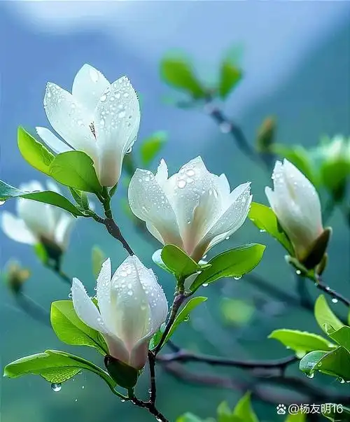 白玉兰（新韵） 作者:杨金彩（图2）