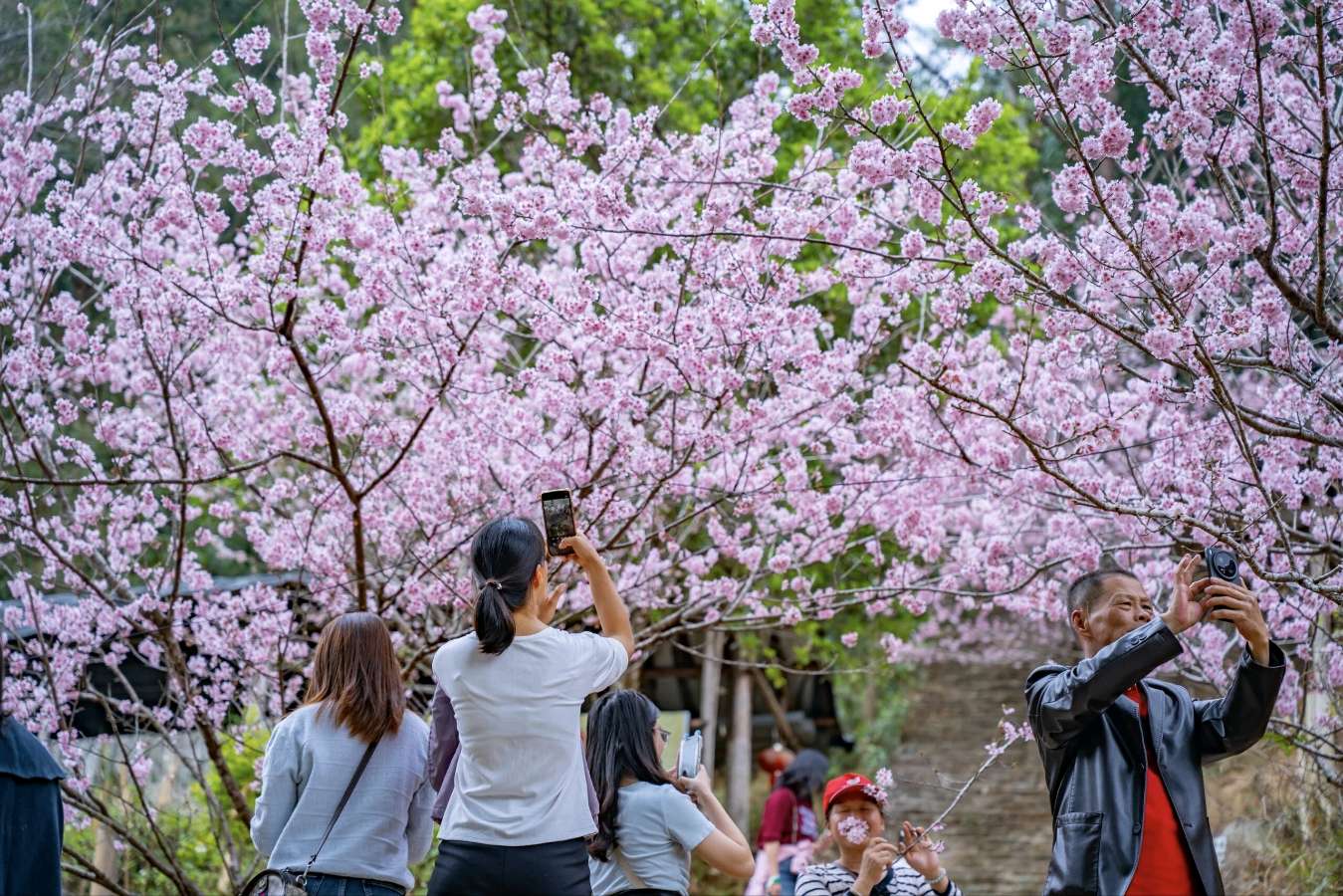 咏春律诗八首 文/朱文庆（图4）