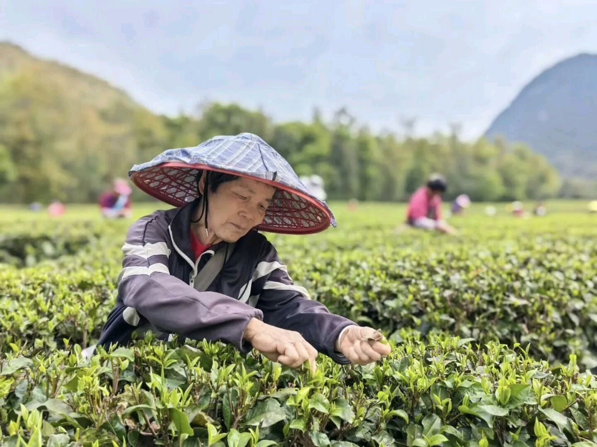 咏春律诗八首 文/朱文庆（图10）
