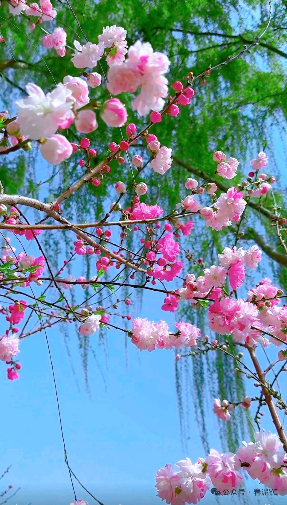 【神州源流诗苑】第1476期优秀近体诗周刊(图10)