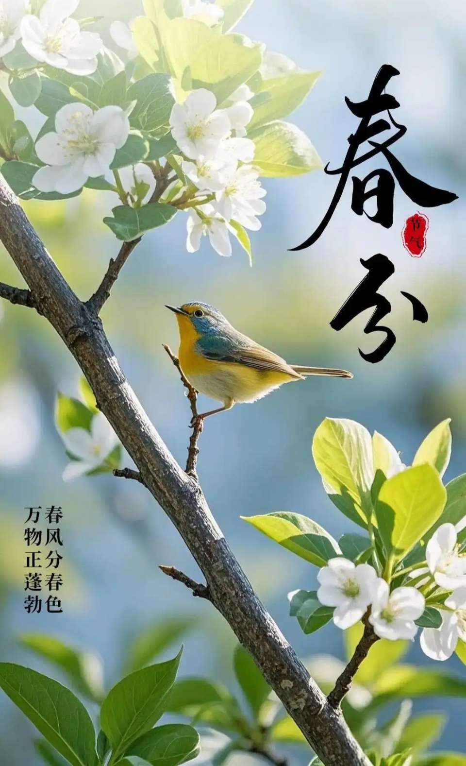 【新山东文学社】《忆秦娥.春来早（四首）》作者/风鸽 主播/天空（图4）