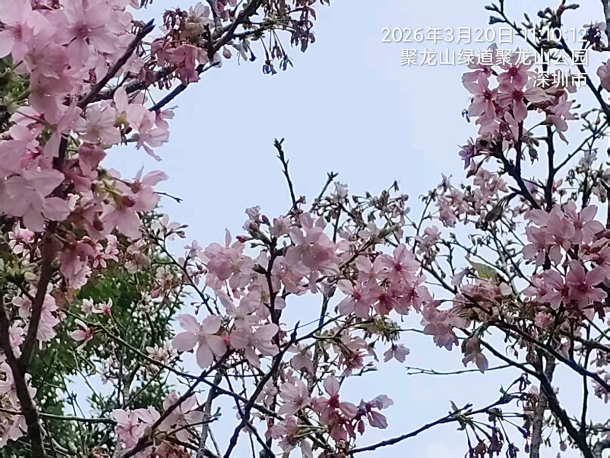三元七绝诗~聚龙山/詹成（图3）