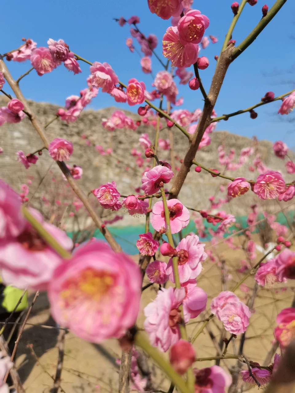 诗意传情诗社【梅花傲骨迎春开】文‖舒才生 诵‖静秋（1884）（图4）