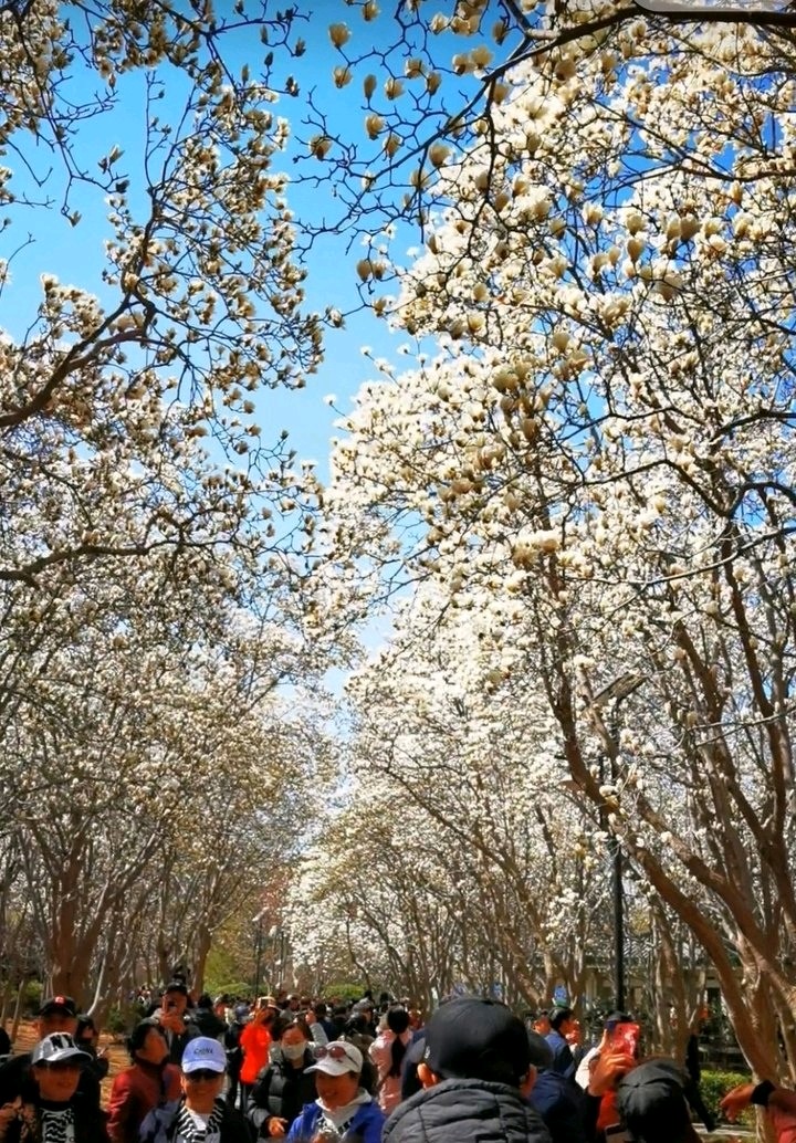 春遊花朝荟🌸（图5）