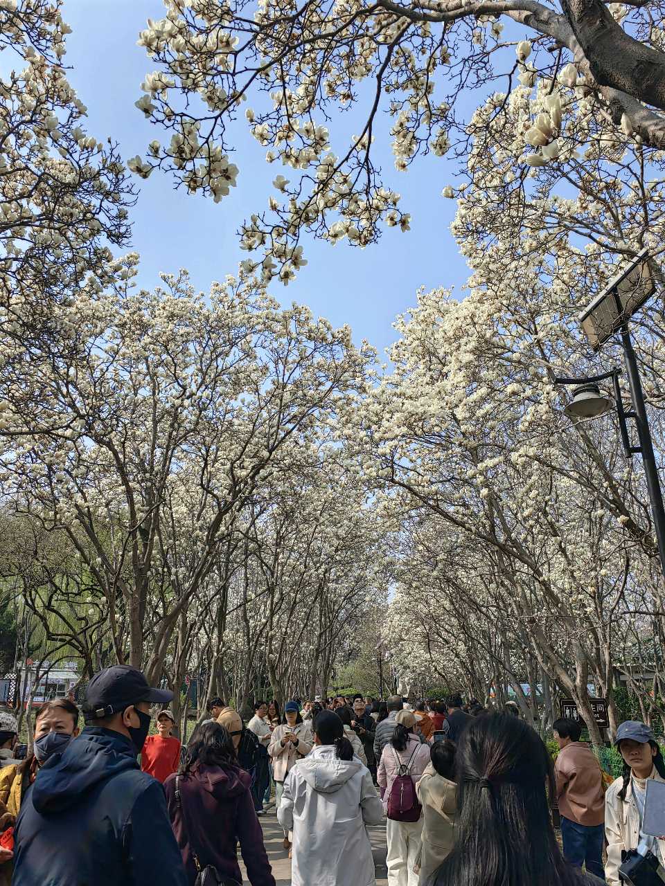 春遊花朝荟🌸（图8）