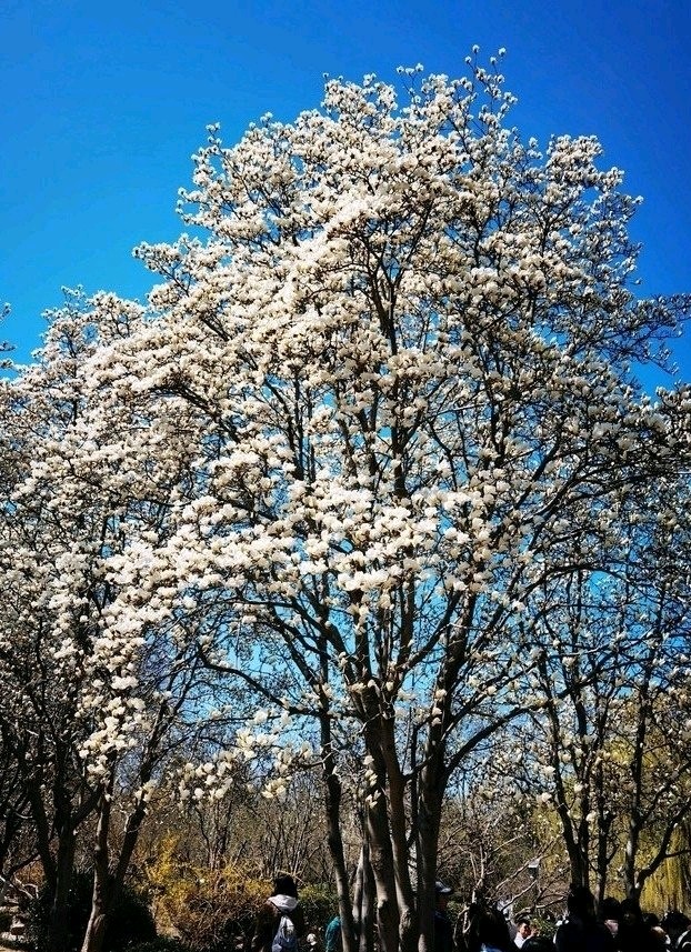 春遊花朝荟🌸（图2）