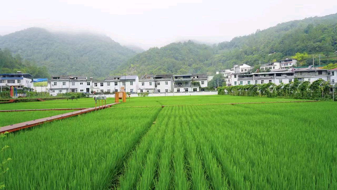 【荣耀中国】文学社*七律·春览田野李德政（安康）（图3）