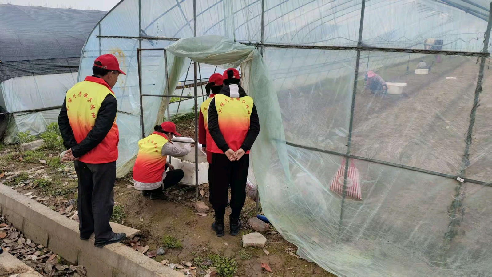 走访中草药育苗基地 宣讲乡村振兴政策（图4）