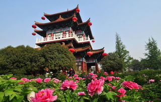 《我在洛阳等你》作者/高野 配乐合成/墨客 主播/铁微/紫金茉莉 主编/胡琴（图3）