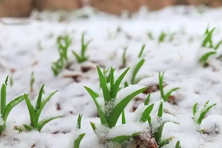 清平乐·春雪【中华新韵李白体】 作者:田淑荣（图3）