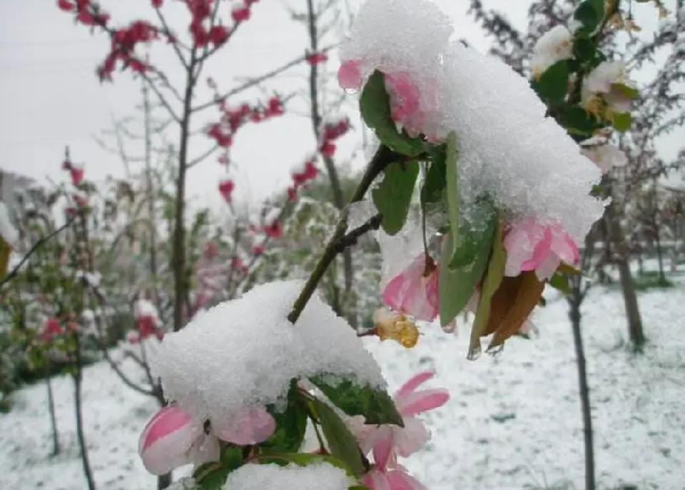 【荣耀中国】北京分社//春庭雪/作者:傅志龙(图3)