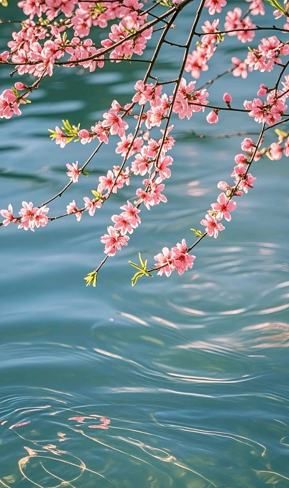 桃花源