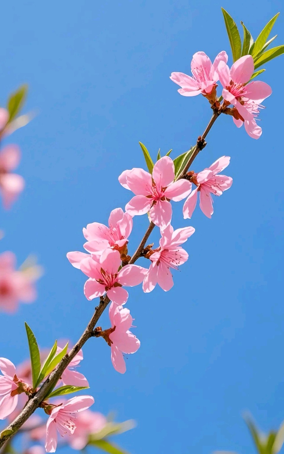 桃花源（图2）